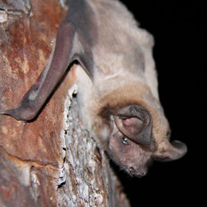Florida Bonneted bat