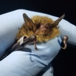 Northern long eared bat
