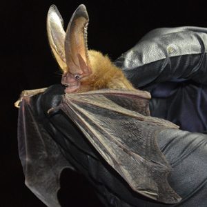 Ozark Big Eared Bat 1