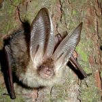 Ozark Big Eared Bat